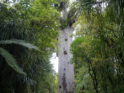 カウリの森　ワイポウア　/　Kauri Forest Waipoua