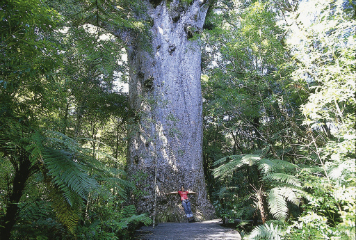 カウリの森　ワイポウア　/　Kauri Forest Waipoua
