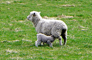 羊の国ニュージーランド